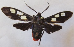 Procalypta victorina