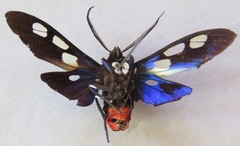 Procalypta victorina