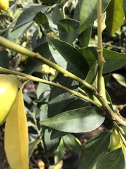 Citrus