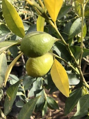 Citrus