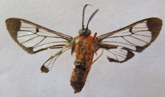 Cosmosoma sectinota