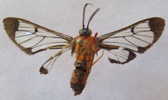 Cosmosoma sectinota