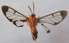 Cosmosoma sectinota