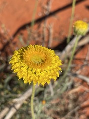 Leucochrysum stipitatum