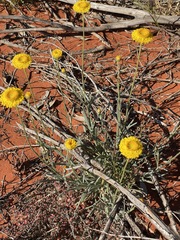 Leucochrysum stipitatum