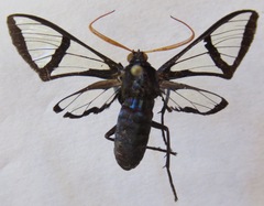 Nyridela xanthocera