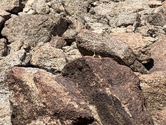 Crotaphytus vestigium