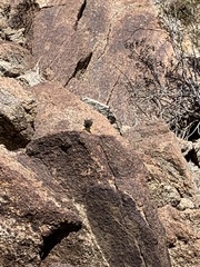 Crotaphytus vestigium