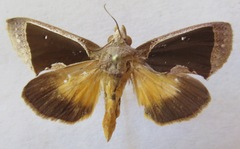 Gonodonta sinaldus