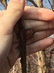 Callirhytis quercusventricosa