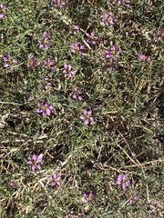 Fagonia laevis