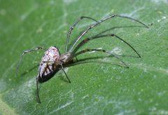 Leucauge granulata