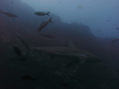 Carcharhinus galapagensis image