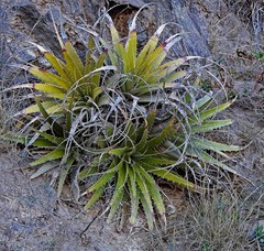 Deuterocohnia