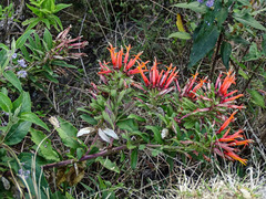 Siphocampylus krauseanus