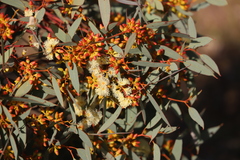 Eucalyptus yalatensis