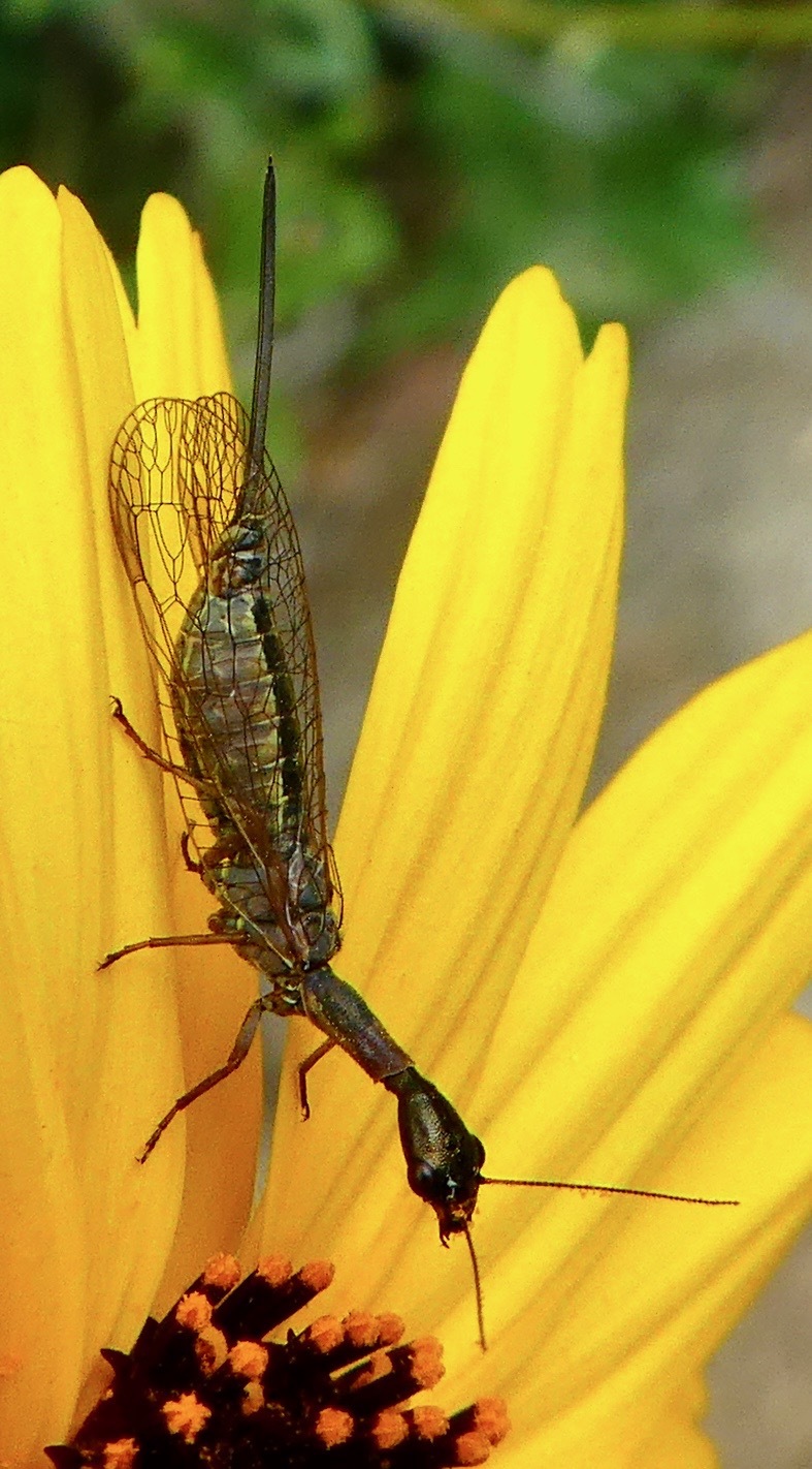 Sheep Bot Fly (NPS National Capital Region True Flies) · iNaturalist