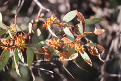 Eucalyptus yalatensis