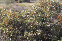 Eucalyptus yalatensis