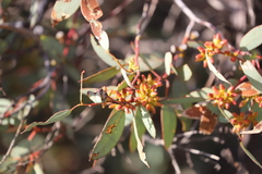 Eucalyptus yalatensis