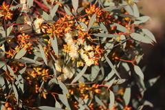 Eucalyptus yalatensis