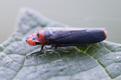 Aulacizes quadripunctata