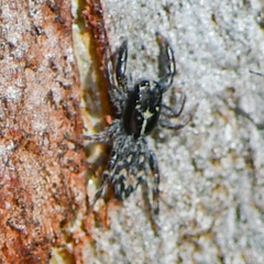 Ocrisiona melancholica