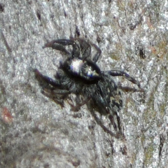 Ocrisiona melancholica