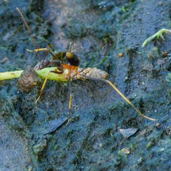 Leptomyrmex rothneyi