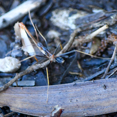 Leptomyrmex rothneyi