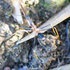 Leptomyrmex rothneyi