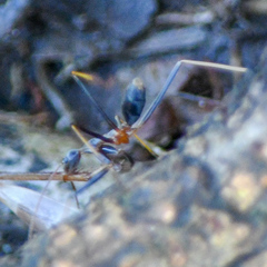 Leptomyrmex rothneyi
