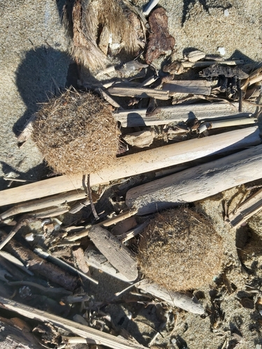 Neptune Grass