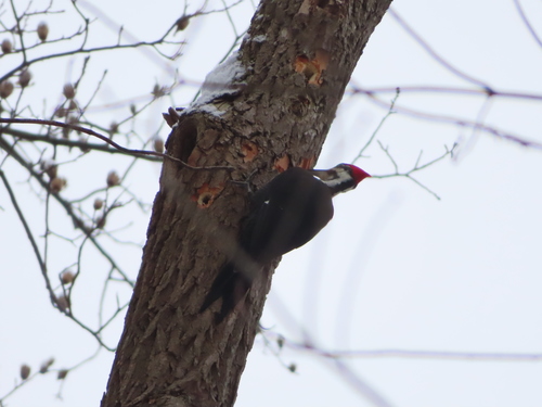 Pileated Woodpecker photographed in Pennsylvania