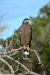 Spilornis cheela spilogaster