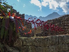 Tillandsia machupicchuensis