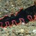 Glorious Flatworm - Photo (c) Matthew Bokach, some rights reserved (CC BY-NC), uploaded by Matthew Bokach