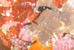 Enneapterygius similis