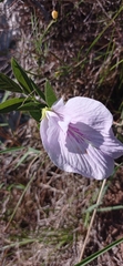 Clitoria nana