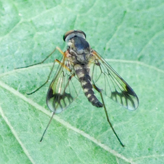 Chrysopilus mackerrasi