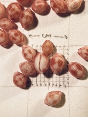 Purpurcapsula exigua