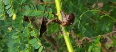 Ephyriades arcas