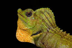 Lyriocephalus scutatus