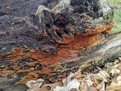 Botryobasidium aureum