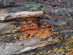 Botryobasidium aureum