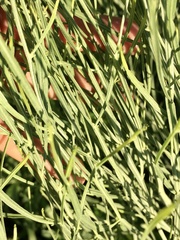 Baccharis articulata