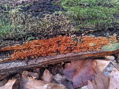 Botryobasidium aureum