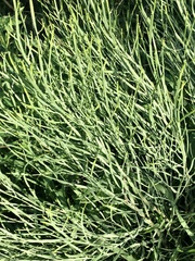 Baccharis articulata