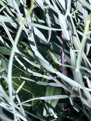 Baccharis articulata