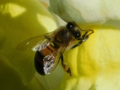 Apis mellifera